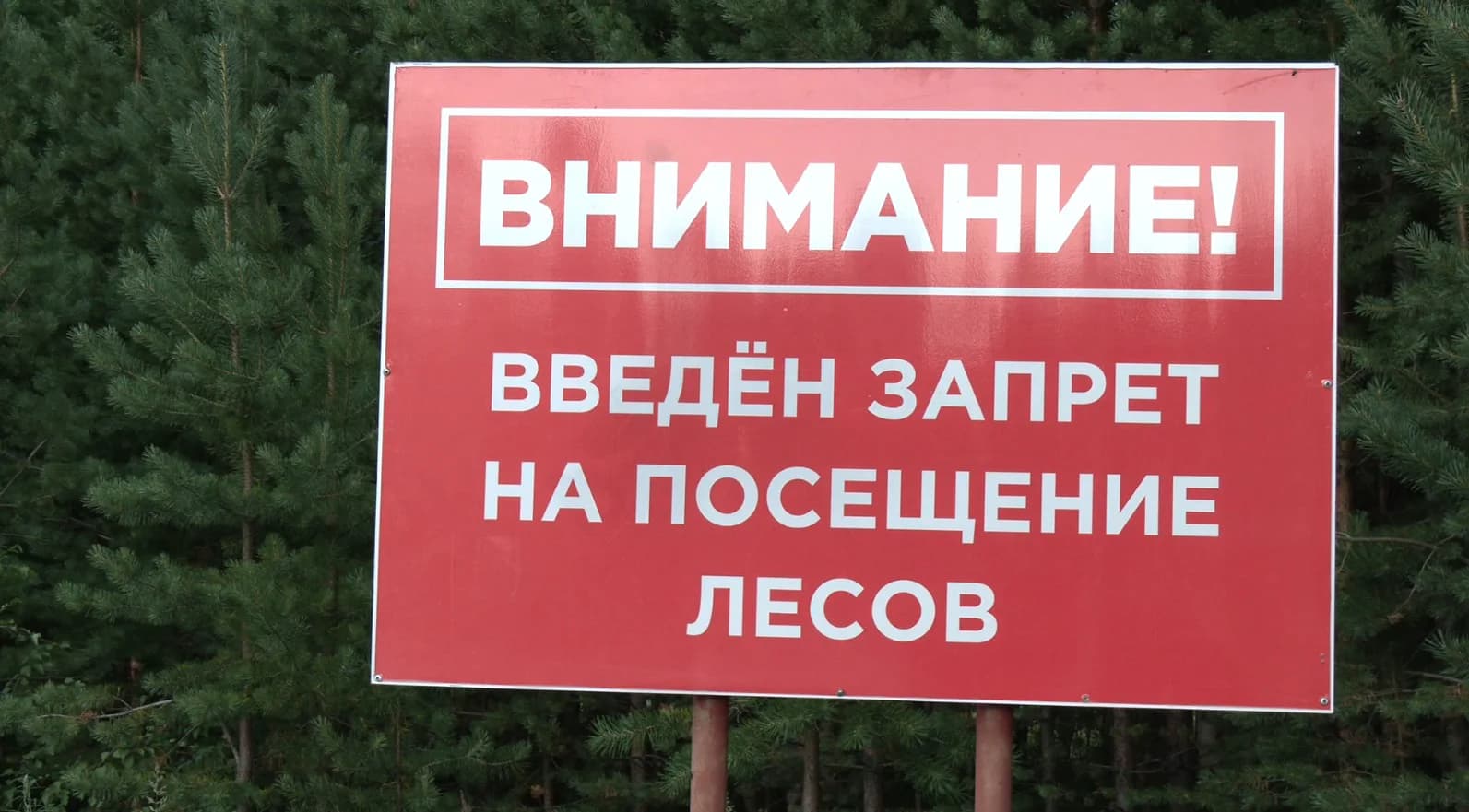 лесник2.jpg