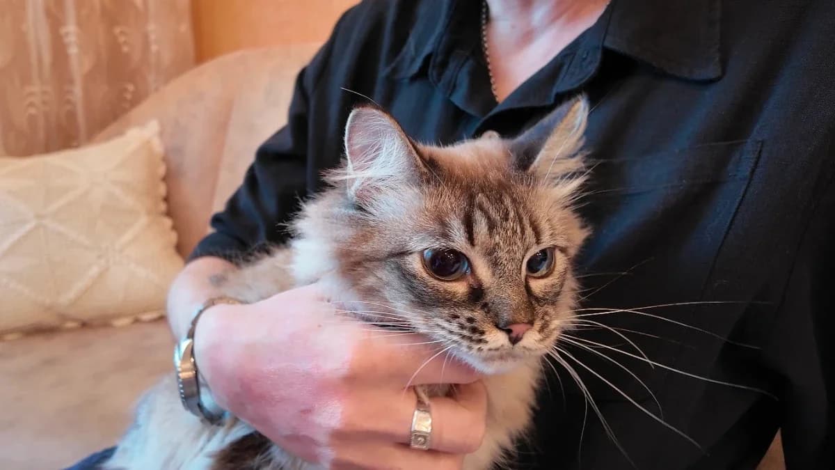 В Ноябрьске приютская кошка стала другом ветерана СВО
