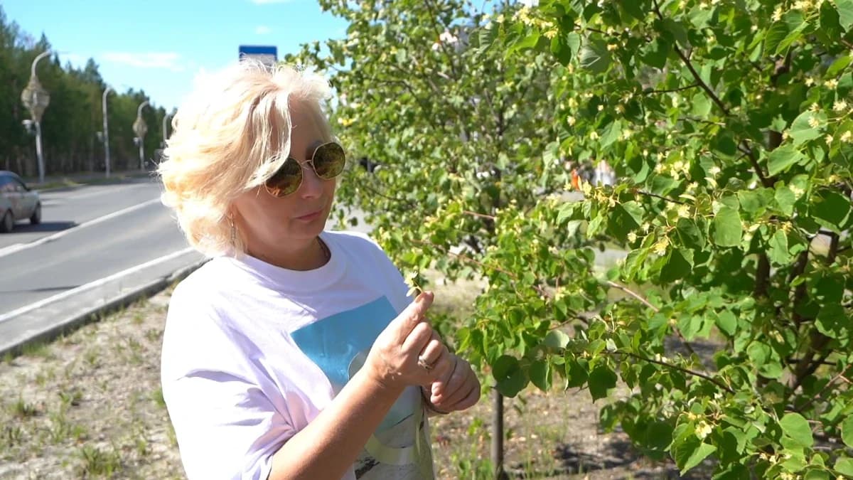 В Ноябрьске зацвели липы: северное чудо, выращенное с любовью